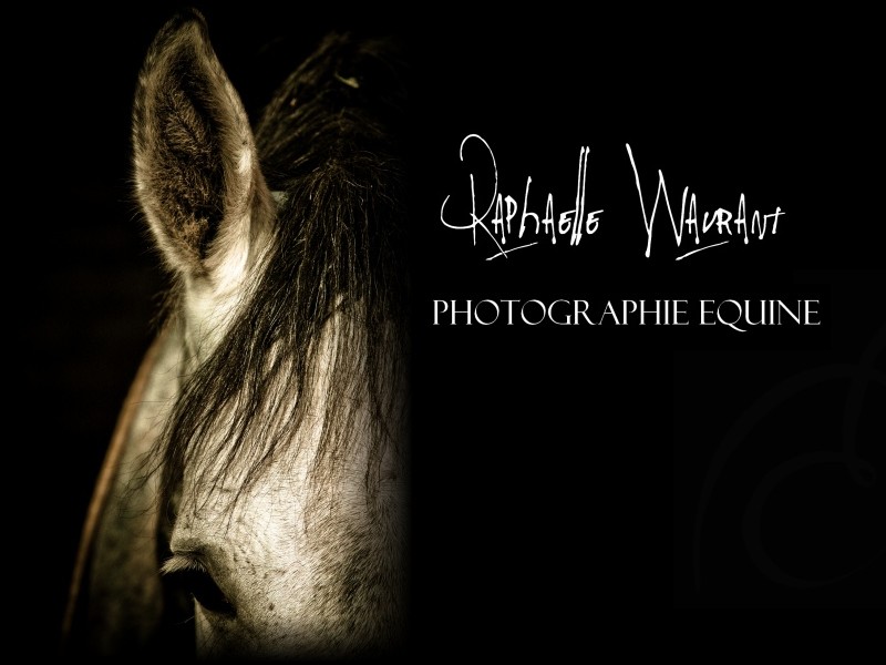 R. Wavrant Photographe Equestre