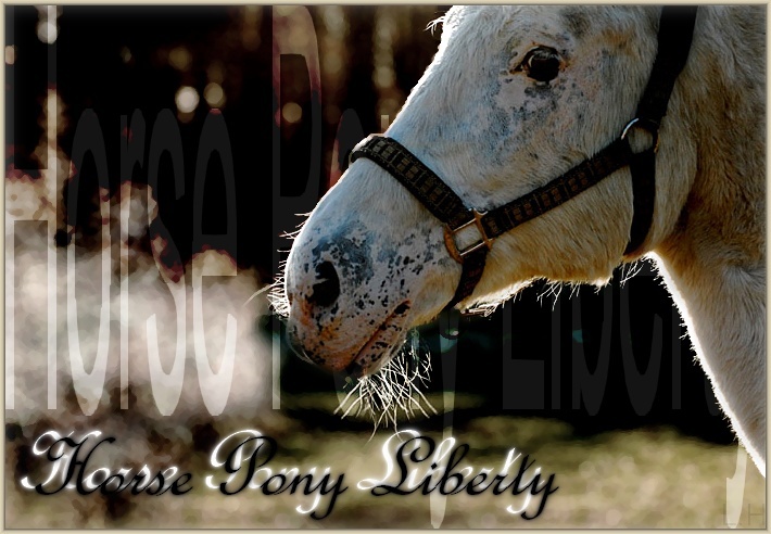 Horse Pony Liberty