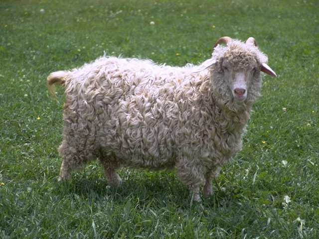 mouton10.jpg