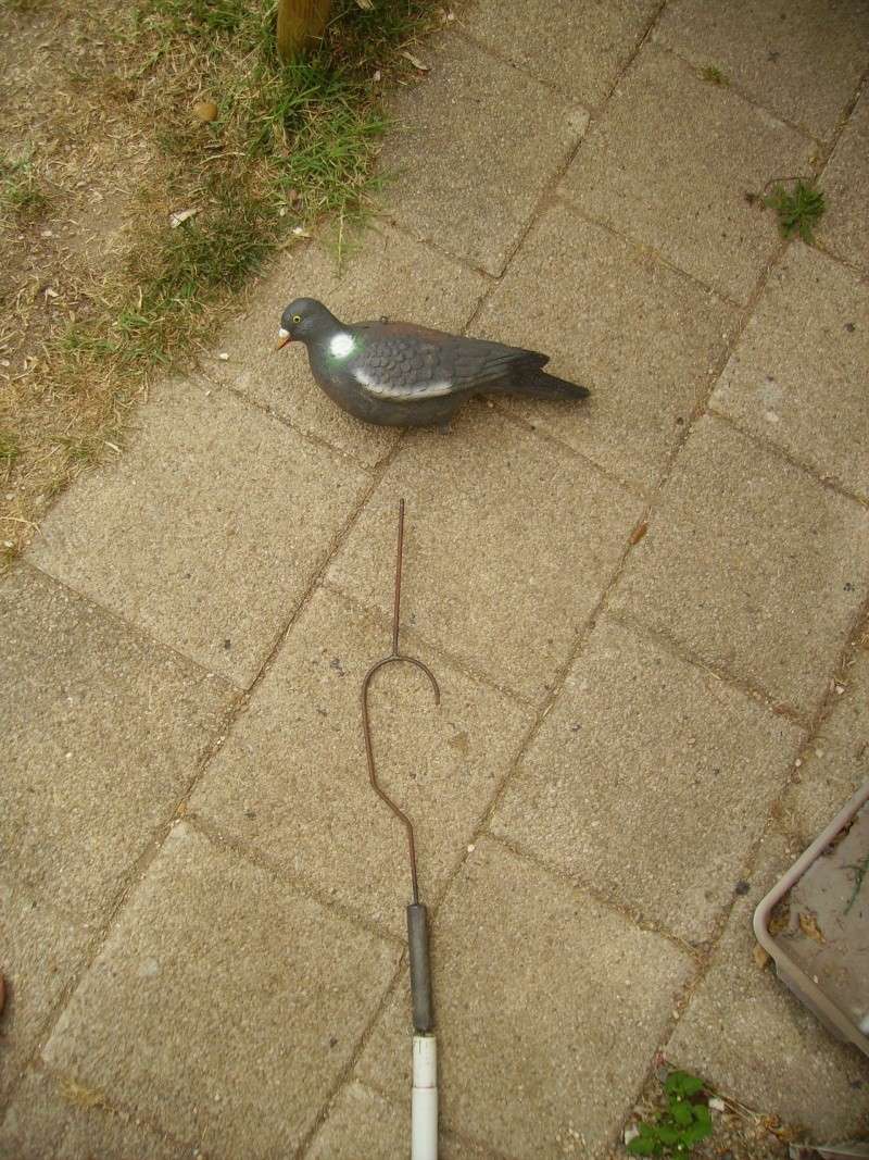 Placer des formes de pigeons dans les arbres