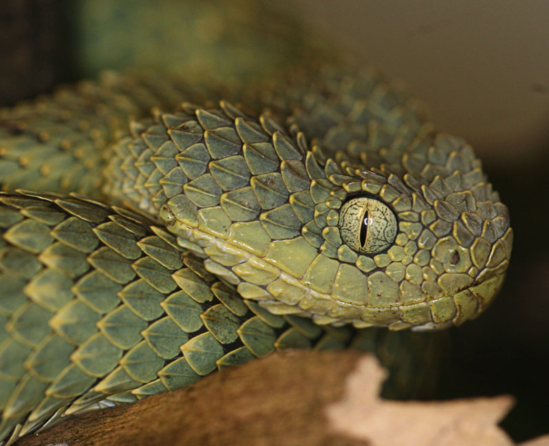 SAReptiles • View topic - Atheris chlorechis