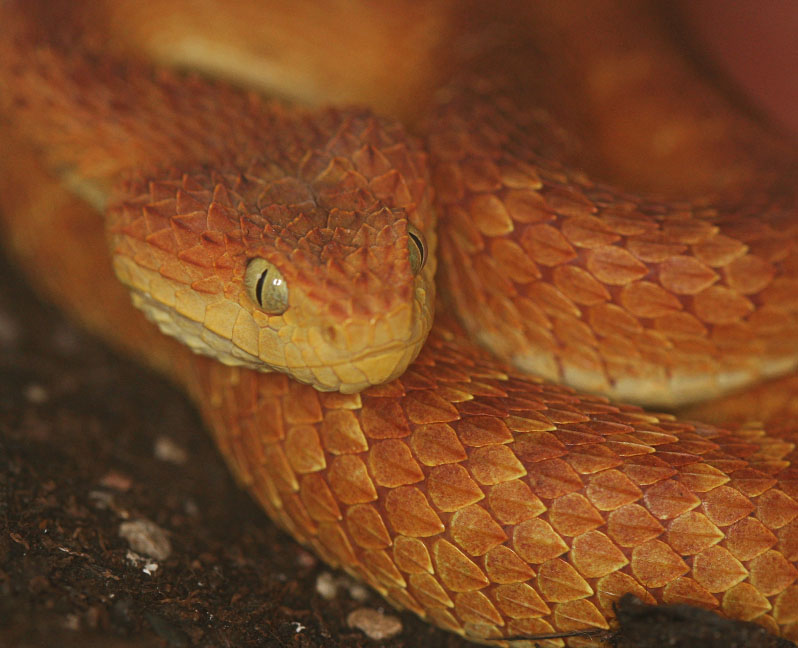 SAReptiles • View topic - Atheris chlorechis