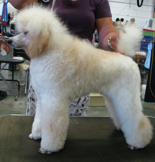 Tyramara poodles clearance