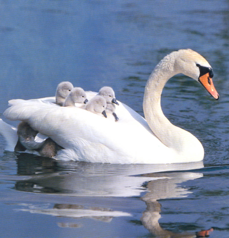 [Image: cygne10.jpg]