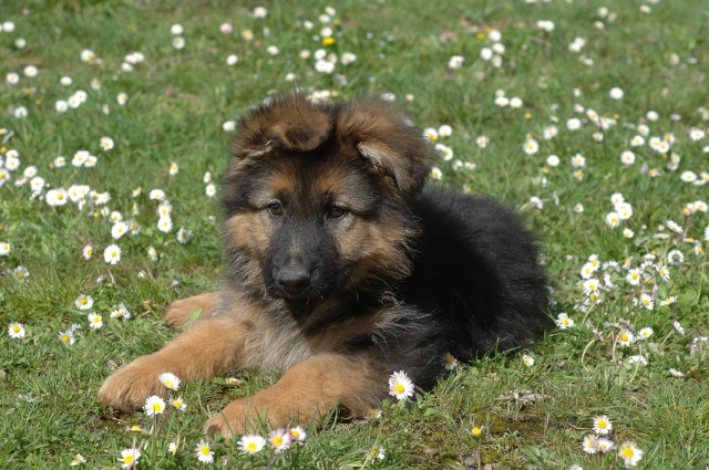 Chiot Berger Allemand Poil Long 2 Mois chiot Berger Allemand poil long, où trouver, avez vous des conseils