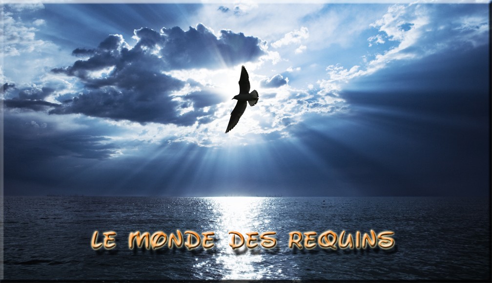 Le monde des requins