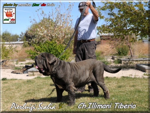 Mastino Napoletano..  Cani mastini, Bellissimi cani, Mastino