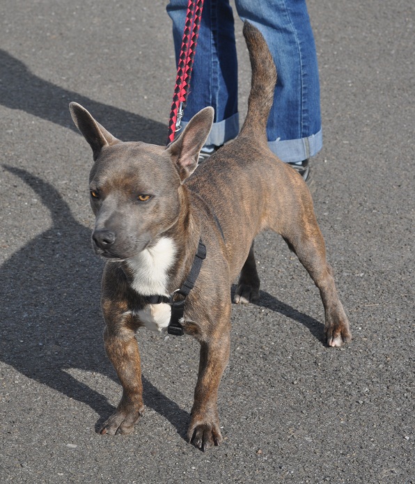 Simba, Bouledogue français X Staff (Belgique)