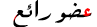عضو رائع عضو رائع