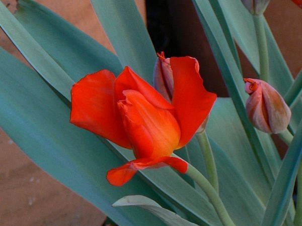 tulipa10.jpg