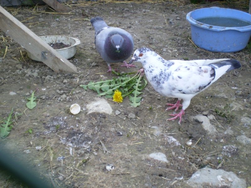 pigeon11.jpg