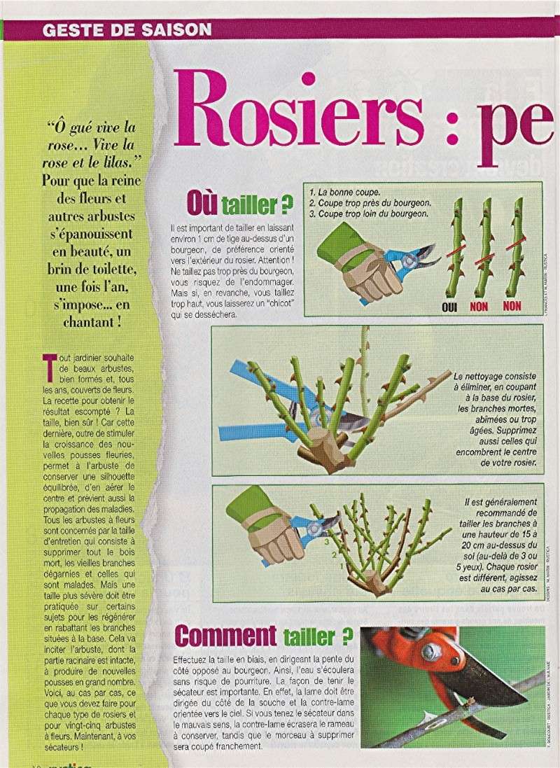 rosier10.jpg