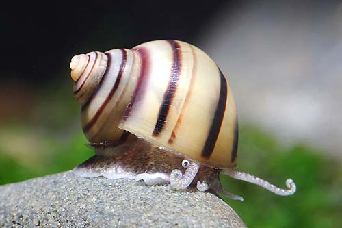 snail210.jpg