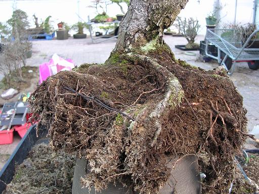 Root work on my trees