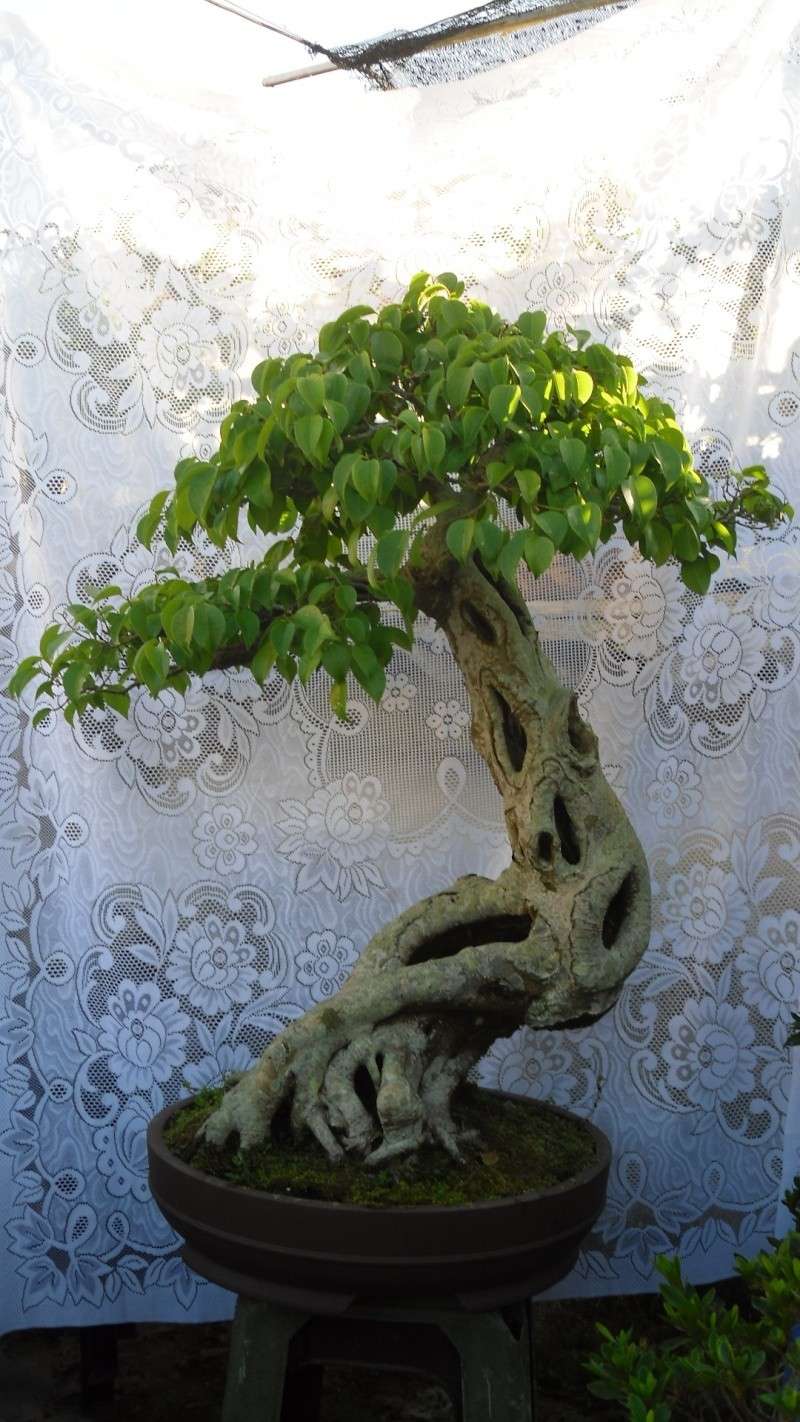 Dalat Vietnam  My Bonsai  works