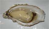oyster10.jpg