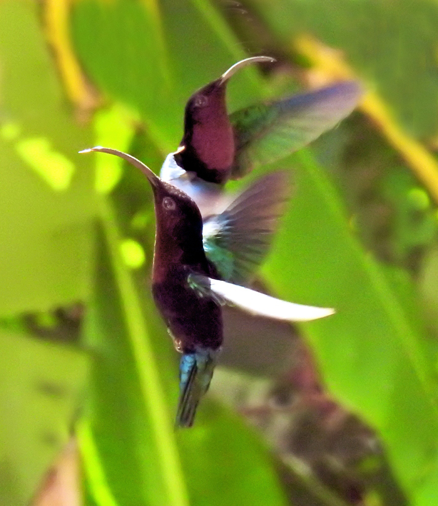 colibr13.jpg